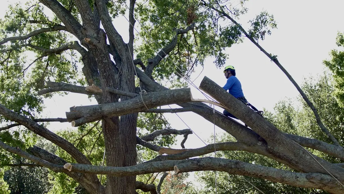 Professional Crown Thinning performed by certified arborists in Beggs